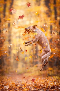 Jillian Turner is our Fall Vibes” theme micro-grant winner.