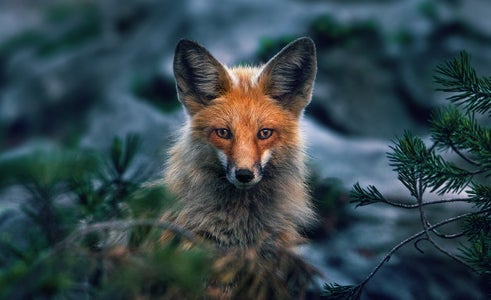 Faustina Peters is our “Wildlife” theme micro-grant winner.