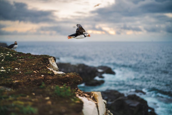 Story Header Image