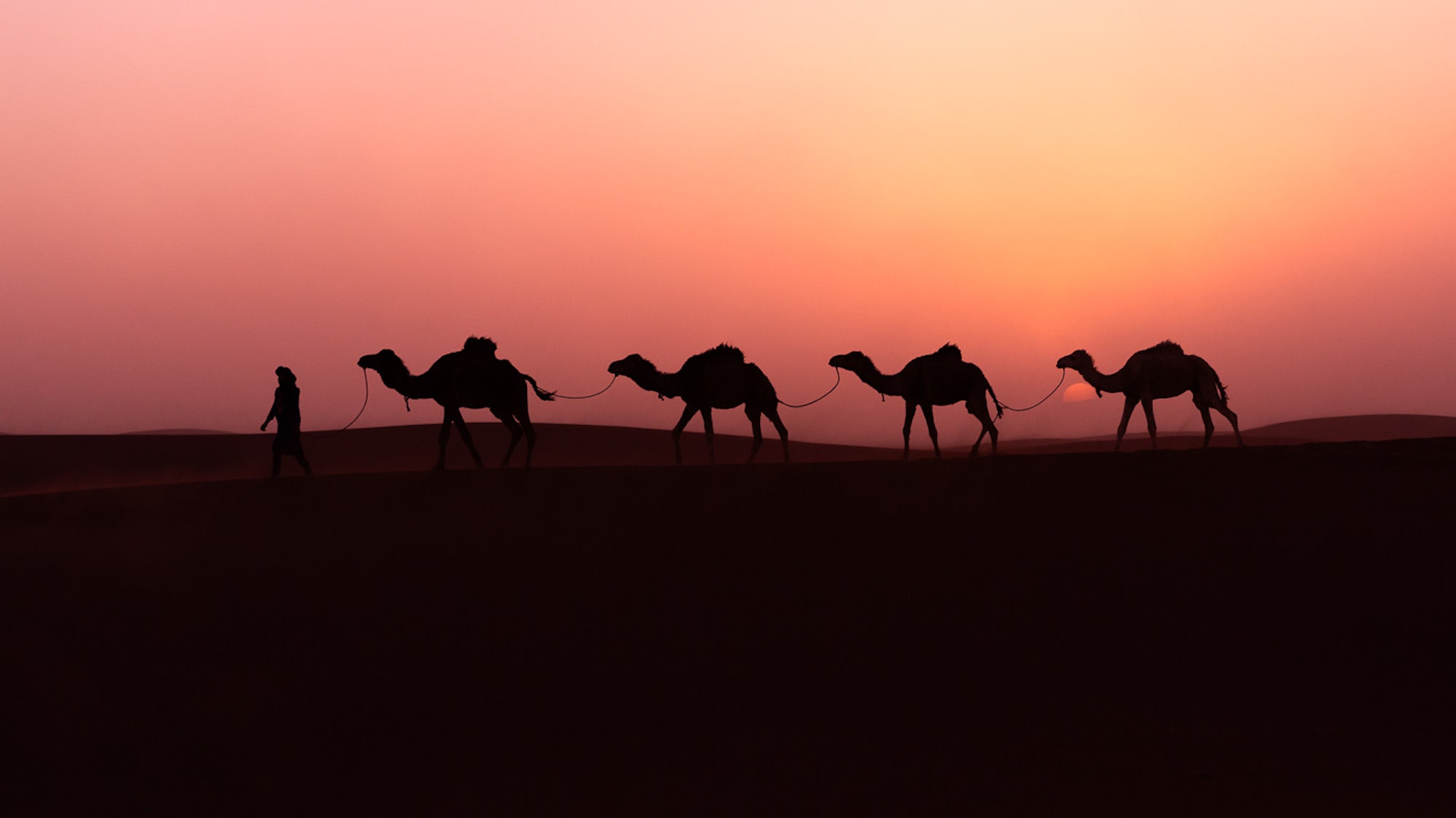 Four camels being walked by a person at sunset
