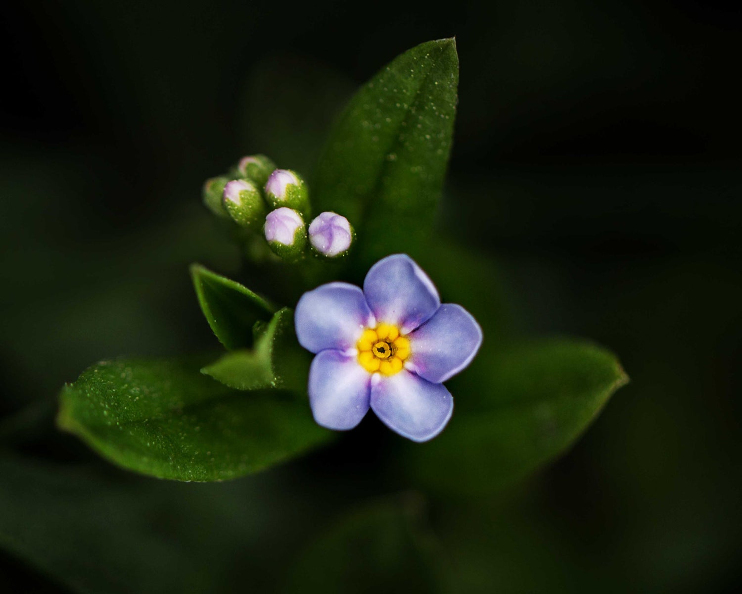 https://alphauniverseglobal.media.zestyio.com/Forget-me-not2.jpg?height=1200&fit=bounds