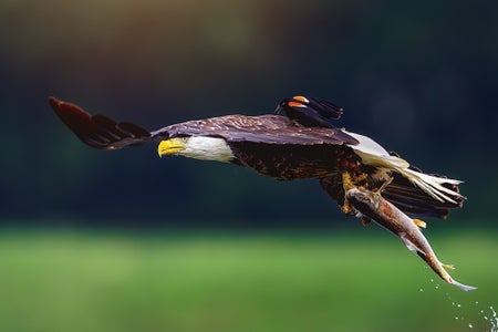 Jamie Frayser is our “Wildlife” theme micro-grant winner.