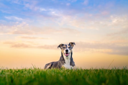 Corey Chiang is our “Pets” theme micro-grant winner.