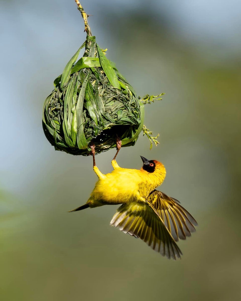 https://alphauniverseglobal.media.zestyio.com/Week-8-Birds-Allegra-Hutton.jpg?height=1200&fit=bounds